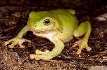 Photo of Litoria caerulea (common green treefrog) - McDonald, K.,Queensland Government,1997