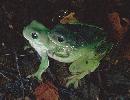 Photo of Litoria caerulea (common green treefrog) - Hines, H.,Queensland Government,1999