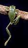 Photo of Litoria chloris (orange eyed treefrog) - Queensland Government,1979