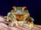 Photo of Litoria chloris (orange eyed treefrog) - Queensland Government,1979