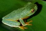 Photo of Litoria gracilenta (graceful treefrog) - Hines, H.,Queensland Government,1999