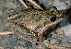 Photo of Litoria inermis (bumpy rocketfrog) - Hines, H.,Queensland Government,1998