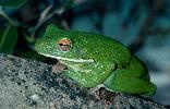 Photo of Litoria infrafrenata (white lipped treefrog) - Queensland Government,1976
