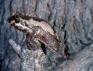 Photo of Litoria dentata sensu lato (bleating treefrog) - Hines, H.,Queensland Government,1998
