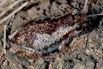 Photo of Litoria balatus (slender bleating tree frog) - Hines, H.,Queensland Government,1998