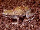 Photo of Litoria electrica (buzzing treefrog) - McDonald, K.,Queensland Government,1998