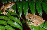 Photo of Litoria eucnemis (growling green eyed frog) - McDonald, K.,Queensland Government,1998