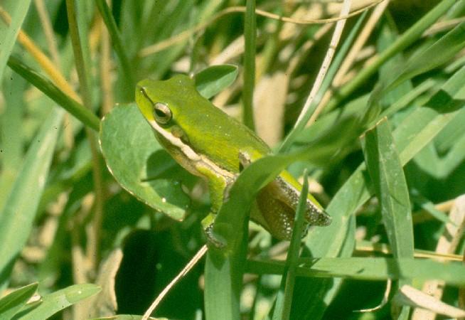 Eastern dwarf tree frog (Litoria fallax) - JungleDragon