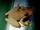 Photo of Litoria longirostris (long snouted treefrog) - McDonald, K.,Queensland Government,1998