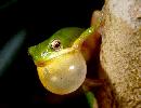 Photo of Litoria fallax (eastern sedgefrog) - McDonald, K.,Queensland Government,1997