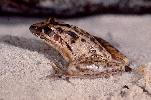 Photo of Litoria freycineti (wallum rocketfrog) - Queensland Government