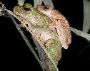 Photo of Litoria serrata (tapping green eyed frog) - Hines, H.,Queensland Government,2000