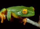 Photo of Litoria bella (Cape York graceful treefrog) - McDonald, K.,Queensland Government,1997