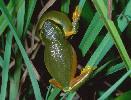 Photo of Litoria gracilenta (graceful treefrog) - Hines, H.,Queensland Government,1998