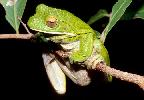 Photo of Litoria infrafrenata (white lipped treefrog) - McDonald, K.,Queensland Government,1997