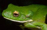 Photo of Litoria infrafrenata (white lipped treefrog) - Queensland Government