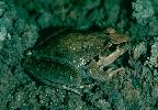 Photo of Litoria latopalmata (broad palmed rocketfrog) - Queensland Government,1979
