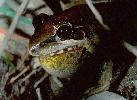 Photo of Litoria latopalmata (broad palmed rocketfrog) - Hines, H.,Queensland Government,1998