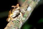 Photo of Litoria lesueuri sensu lato (stony creek frog) - Queensland Government,1983