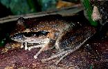 Photo of Litoria wilcoxii (eastern stony creek frog) - Hines, H.,Queensland Government,1998