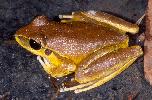 Photo of Litoria lesueuri sensu lato (stony creek frog) - Hines, H.,Queensland Government,1999
