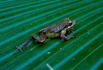 Photo of Litoria longirostris (long snouted treefrog) - McDonald, K.,Queensland Government,1993