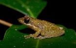 Photo of Litoria longirostris (long snouted treefrog) - McDonald, K.,Queensland Government,1996