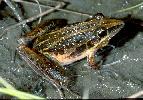 Photo of Litoria nasuta (striped rocketfrog) - Hines, H.,Queensland Government,1998