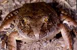 Photo of Mixophyes iteratus (giant barred frog) - Hines, H.,Queensland Government,1998