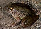 Photo of Mixophyes iteratus (giant barred frog) - Hines, H.,Queensland Government,1998