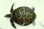 Photo of Eretmochelys imbricata (hawksbill turtle) - Limpus, C.,DEHP
