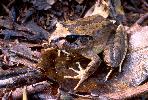 Photo of Mixophyes schevilli sensu lato (northern barred frog) - McDonald, K.,Queensland Government,1994