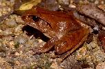 Photo of Mixophyes schevilli sensu lato (northern barred frog) - McDonald, K.,Queensland Government,1997