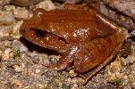 Photo of Mixophyes schevilli sensu lato (northern barred frog) - McDonald, K.,Queensland Government,1997