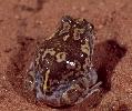 Photo of Neobatrachus sudellae (meeowing frog) - Queensland Government,1978