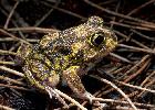 Photo of Neobatrachus sudellae (meeowing frog) - Hines, H.,Queensland Government,1999