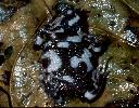 Photo of Pseudophryne coriacea (red backed broodfrog) - Hines, H.,Queensland Government,1998