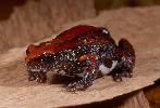 Photo of Pseudophryne coriacea (red backed broodfrog) - Hines, H.,Queensland Government,1998