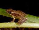 Photo of Litoria microbelos (javelin frog) - McDonald, K.,Queensland Government,1998