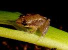 Photo of Litoria microbelos (javelin frog) - McDonald, K.,Queensland Government,1998