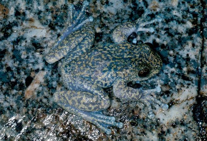 Species profile—Litoria nannotis (waterfall frog)