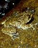 Photo of Litoria nannotis (waterfall frog) - McDonald, K.,Queensland Government,1999