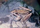 Photo of Litoria nasuta (striped rocketfrog) - Queensland Government