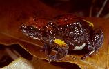 Photo of Pseudophryne covacevichae (magnificent broodfrog) - McDonald, K.,Queensland Government,1997