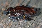 Photo of Pseudophryne major (great brown broodfrog) - Hines, H.,Queensland Government,1998