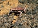 Photo of Pseudophryne raveni (copper backed broodfrog) - McDonald, K.,Queensland Government,1999