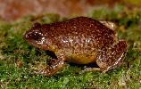 Photo of Austrochaperina fryi (peeping whistlefrog) - McDonald, K.,Queensland Government,1997
