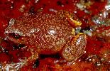 Photo of Austrochaperina fryi (peeping whistlefrog) - McDonald, K.,Queensland Government,2000