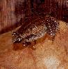 Photo of Austrochaperina gracilipes (shrill whistlefrog) - McDonald, K. and Hines, H.,Queensland Government,1999