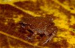Photo of Austrochaperina robusta (robust whistlefrog) - McDonald, K.,Queensland Goverment,1997